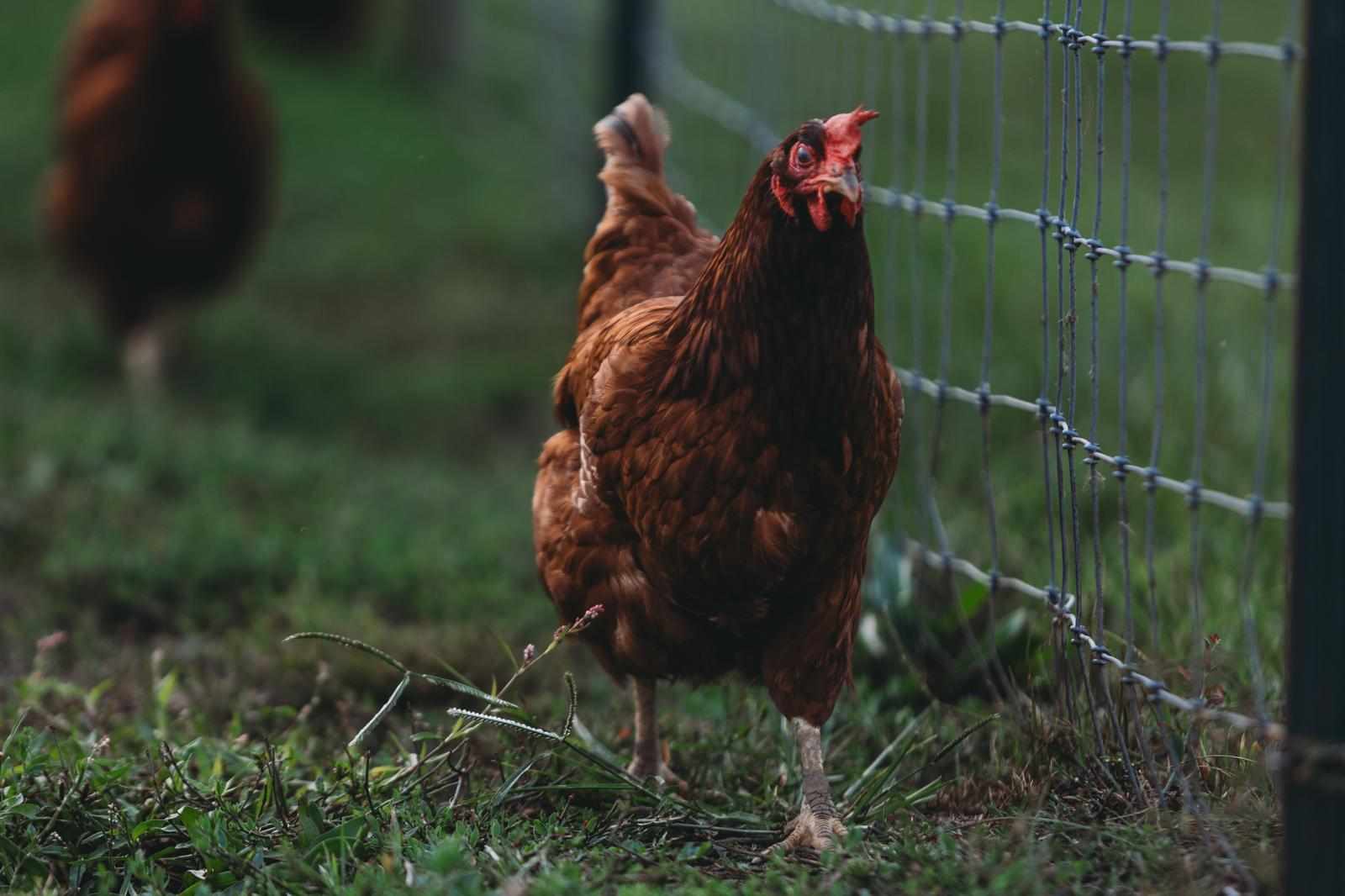 Як обрати породу курей: порівняння продуктивності та догляду