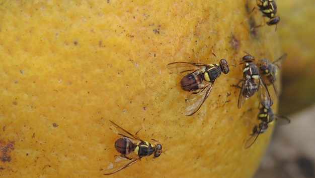 La lutte intégrée contre les mouches des fruits