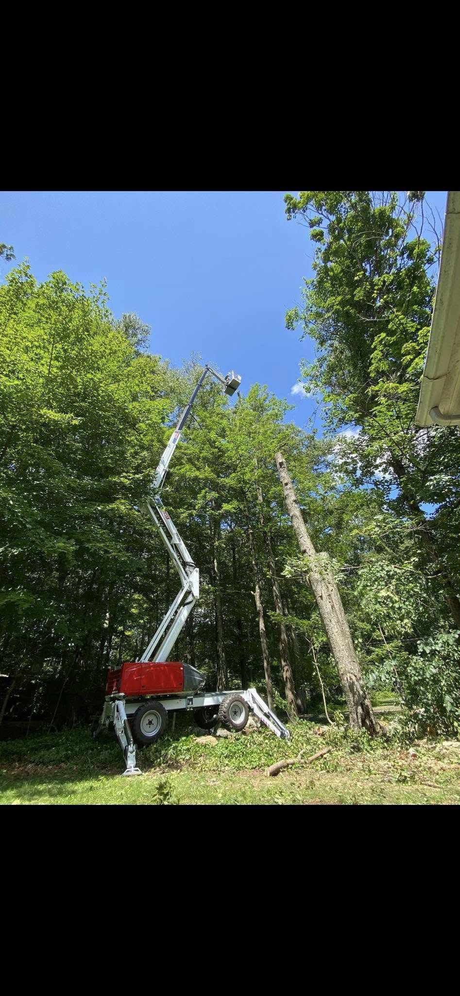 Tree Service Company in Storrs, CT