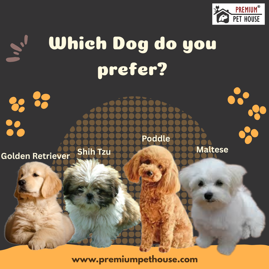10 Most Beautiful And Friendly Dog Breeds In India