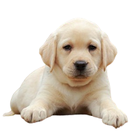 How To Manage Labrador Puppies In The Indian Climate