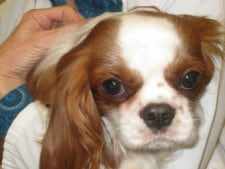 How We Ensure a Clean, Safe, and Healthy Dog Daycare Environment in McLean VA