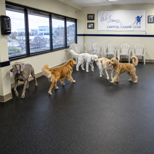 How to Help Your Dog Adjust to Their First Dog Boarding McLean VA Stay