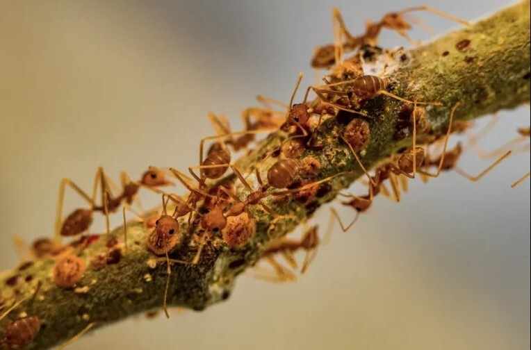 The Severe Threat of Clogged Gutters and Elevated Insect Colonies