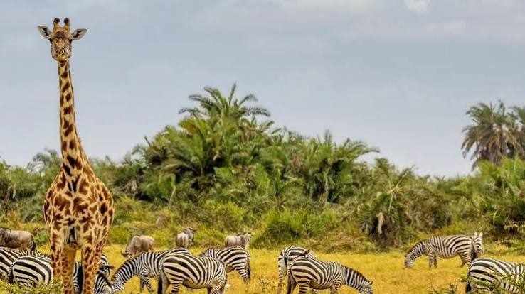 Plan Your Dream East Africa Tours and Safaris