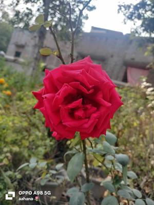 pati pikar daru ki marungi🥀