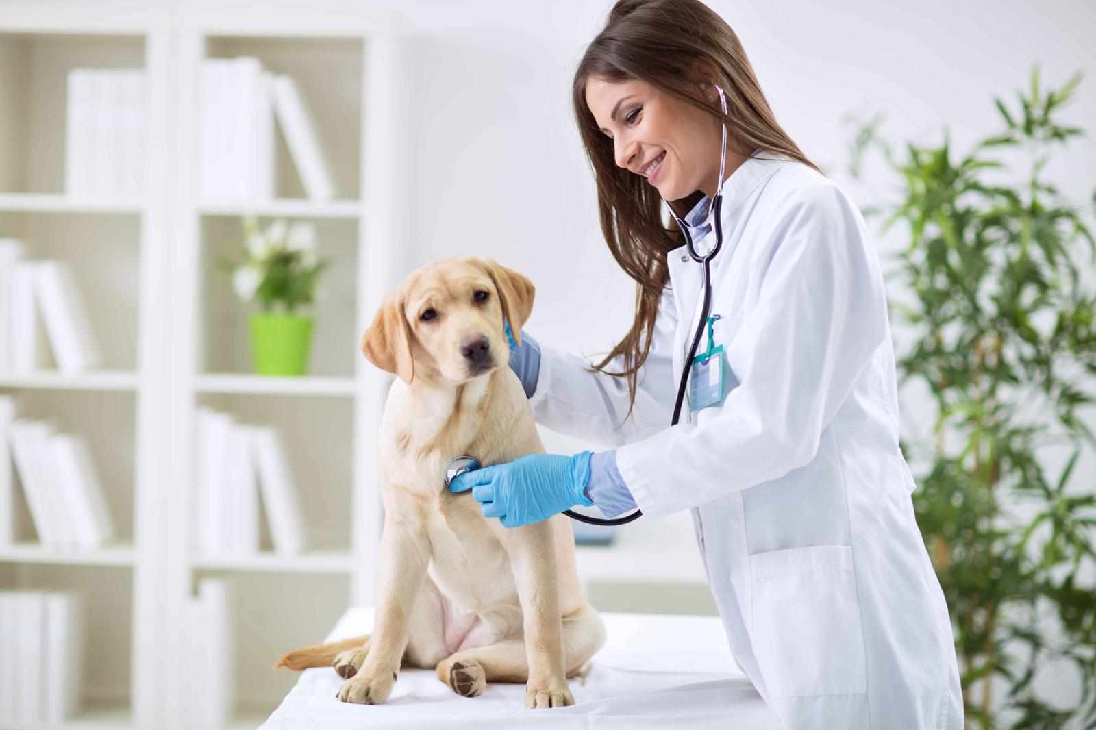 What to Look for in a Pet Insurance Policy: A Comprehensive Guide