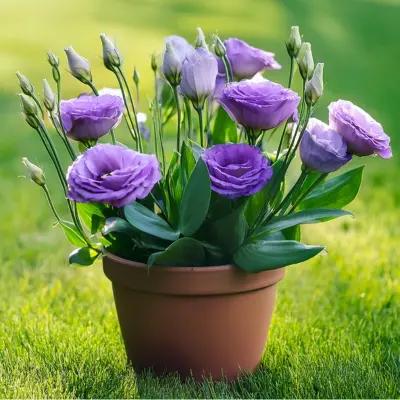 The Complete Guide to Growing and Caring for Lisianthus (Eustoma) Plants
