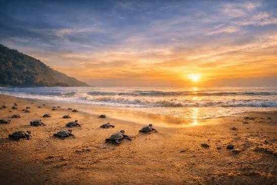 Velas Turtle Festival | Maharashtra Desha Adventure