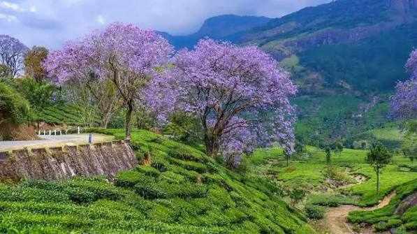 Munnar | Hill Station of Kerala in Idukki | National Park | Tea Garden | Kerala Tourism
