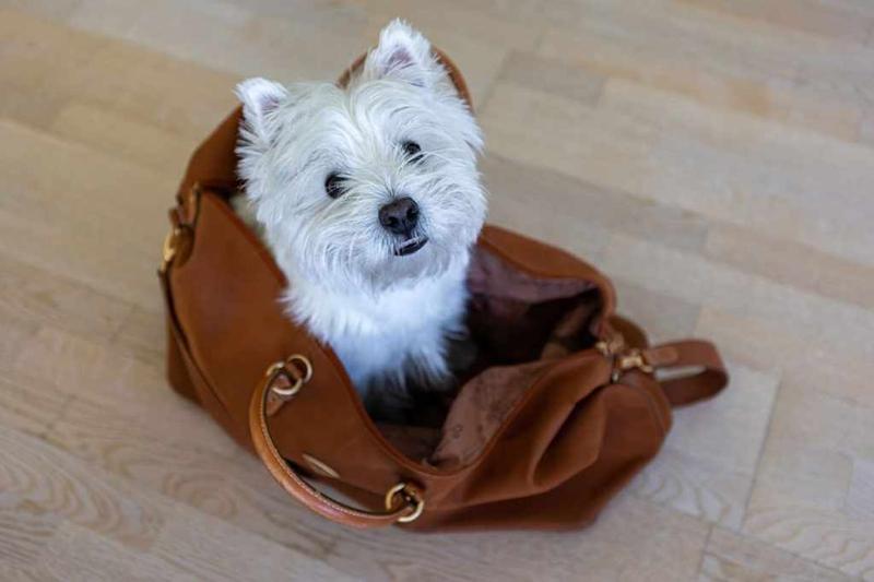 Top-Rated Dog Boarding in New York City