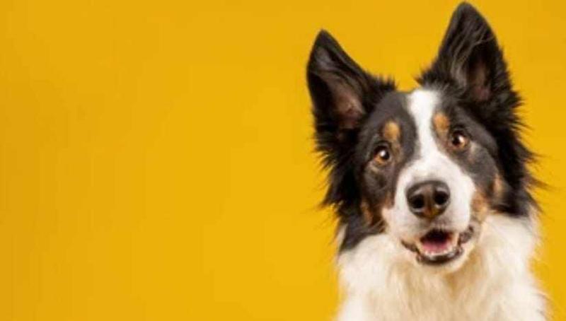 Tail-Wagging Adventures in New York: Choosing the Right Dog Boarding and Dog Walker Services