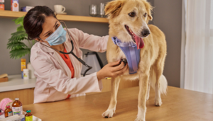 Veterinary Costs: A Complete Guide to Common Pet Treatment Prices