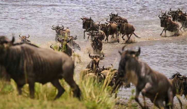 How To Plan A Kenya Tanzania Safari For A Truly Authentic African Journey
