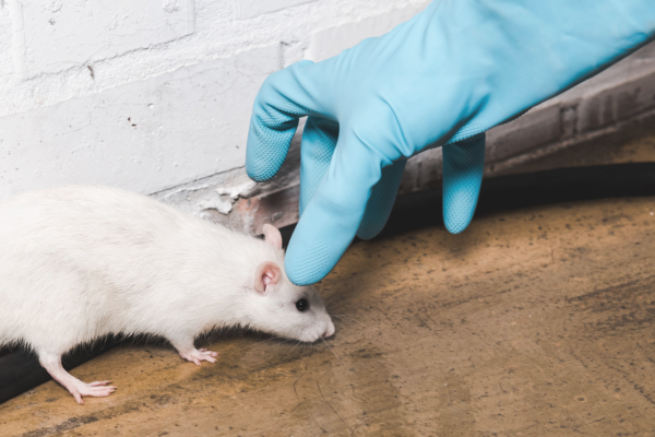 Rodent Control Barrie: Protect Your Home and Business from Mice and Rats