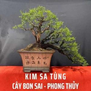 Kim Sa Tùng
