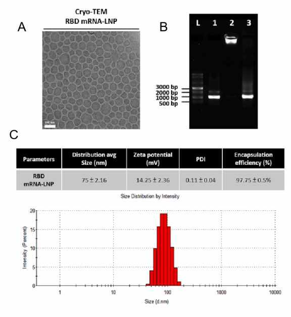 Comprehensive Assay Portfolio for mRNA-LNP Vaccine Development