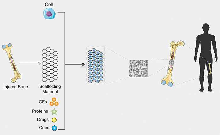 Organoid Construct Kit to Advance Drug Discovery
