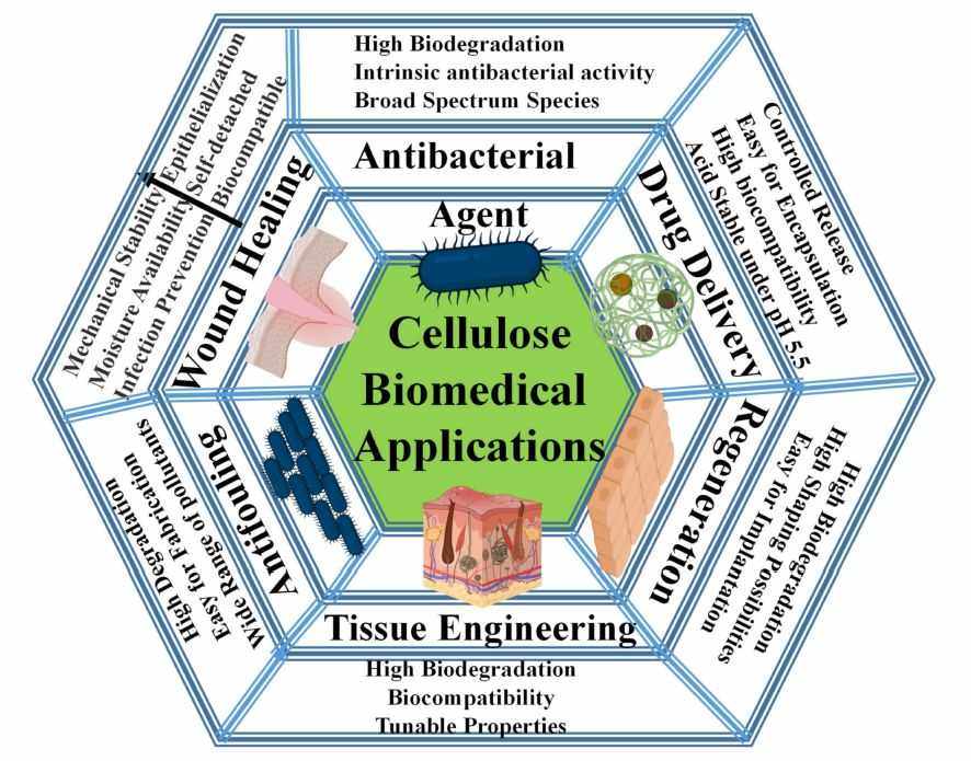 Cellulose Nanoparticles for Multiple Biomedical Applications