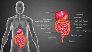 Gut Glucose Blood Sugar