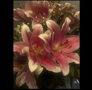 wildlillyflower  logo