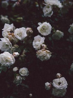 Aarohi Sharma  logo