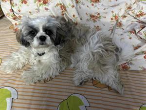 Lavanya Sambhangi logo