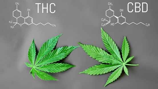 How Much THC Is in a THC Drink? Understanding Dosage