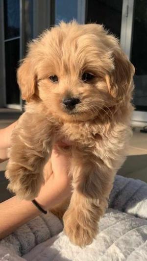 Chapter 48: Puppy