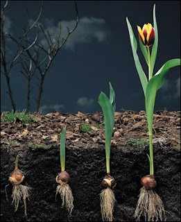 The road to riches is strewn with tulips
