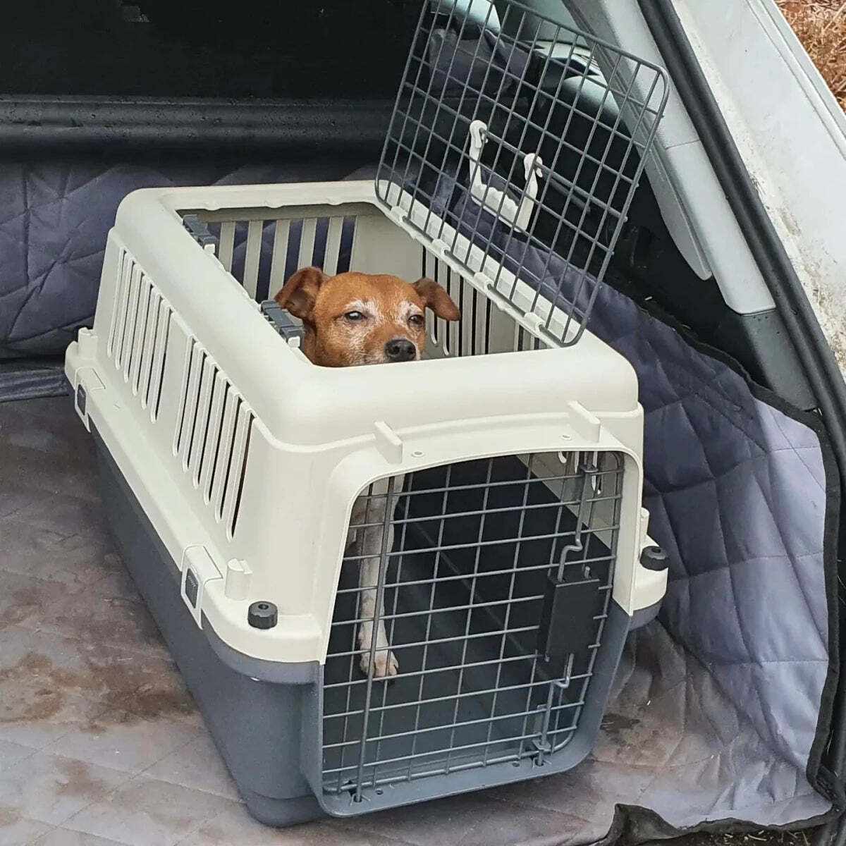Pet Travel in 2026: What UK Dog and Cat Owners Need to Know