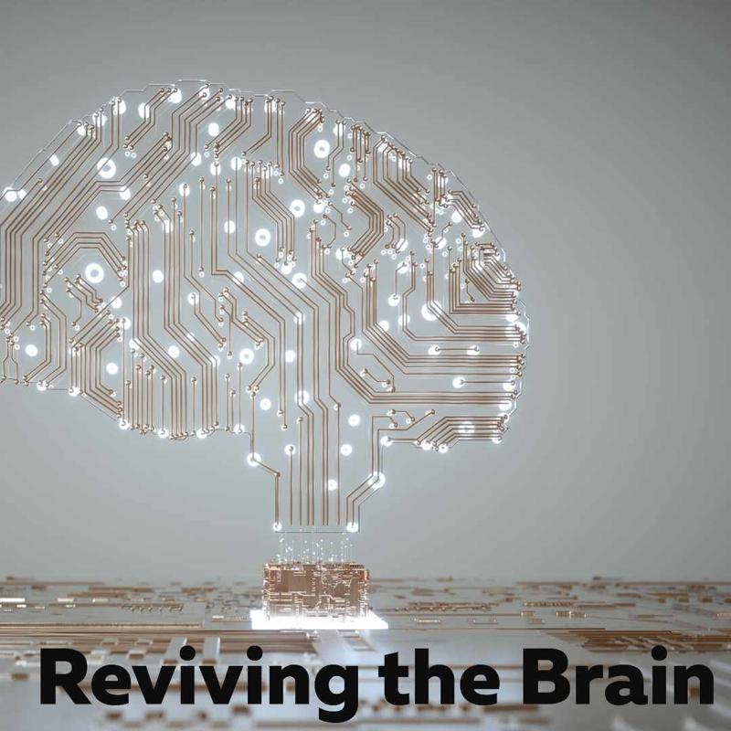 Frozen human brain tissue brought back to life by Chinese scientists