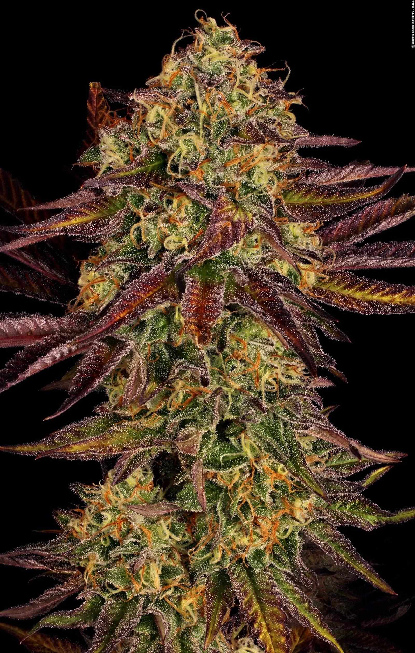 Autoflower Cannabis Seeds | Stable Genetics | Clone Conservatory