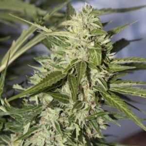 Order Cannabis Seeds Online with Confidence: Why The Clone Conservatory is the Place to Shop