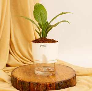 Is Peace Lily a Good Indoor Plant 2024?