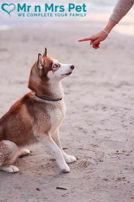 The Best Dog Training School in Mumbai