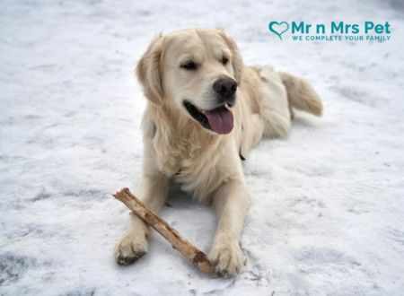 Best Dog Training Centres in Pune
