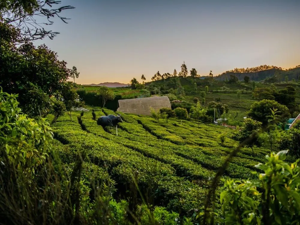 Exploring Ooty: My Memorable Journey to One of the Best Hill Stations in India