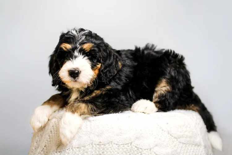 How Guardian Breeding Programs Improve Puppy Socialization and Development