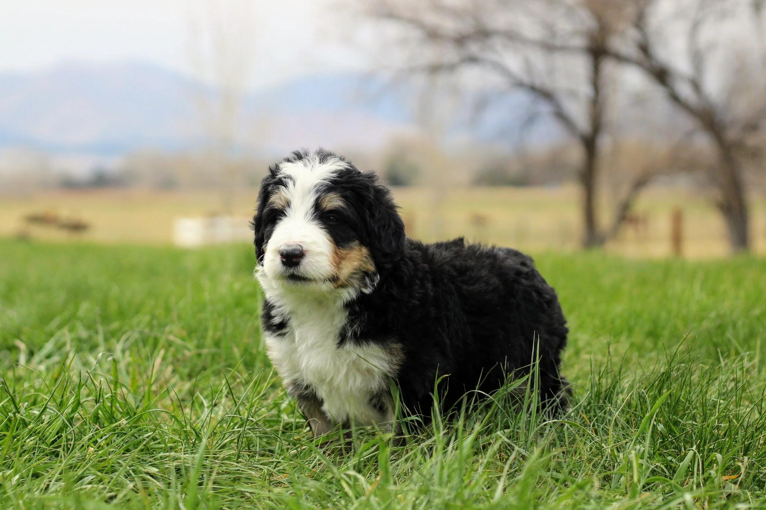 Little Pupsters