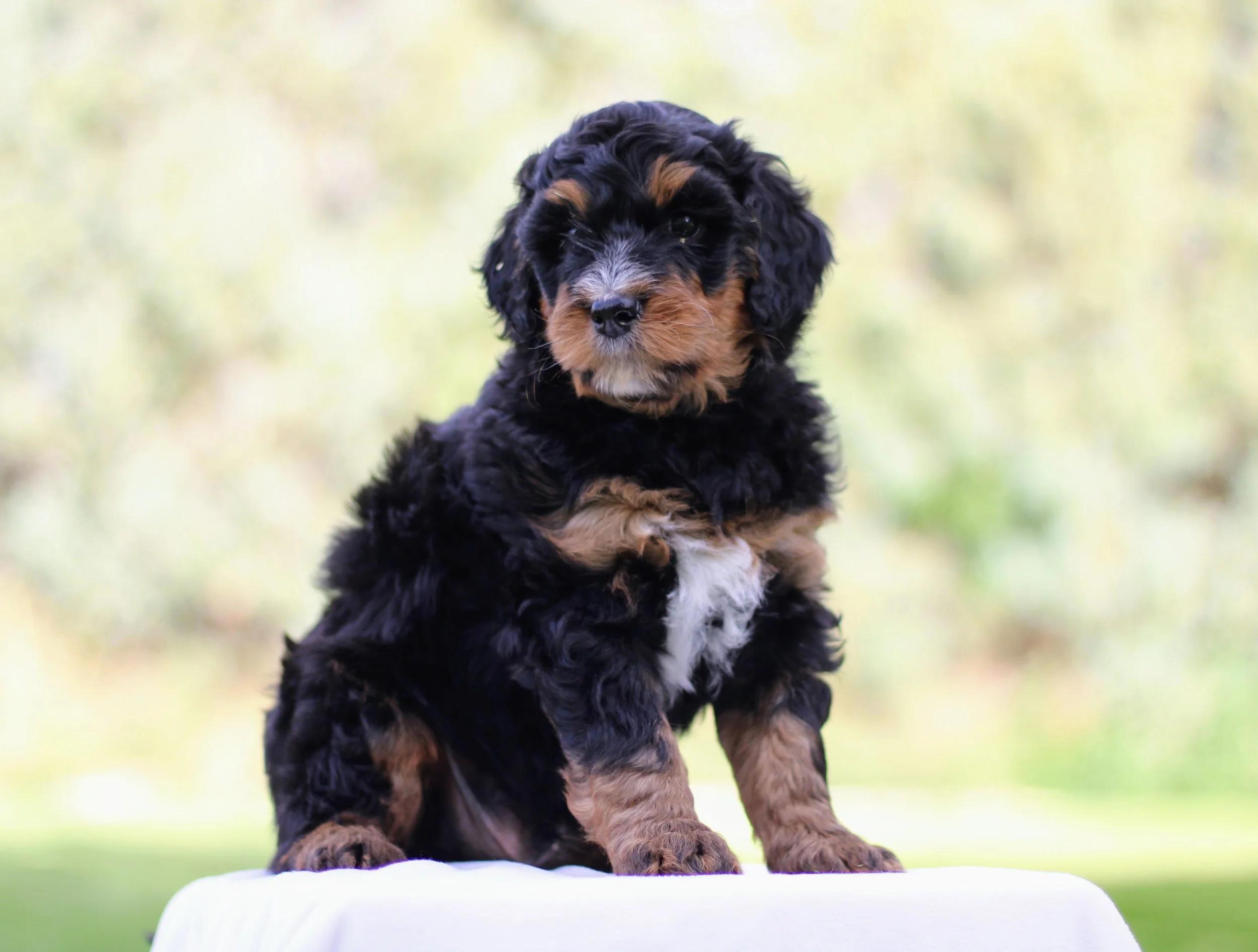 Little Pupsters