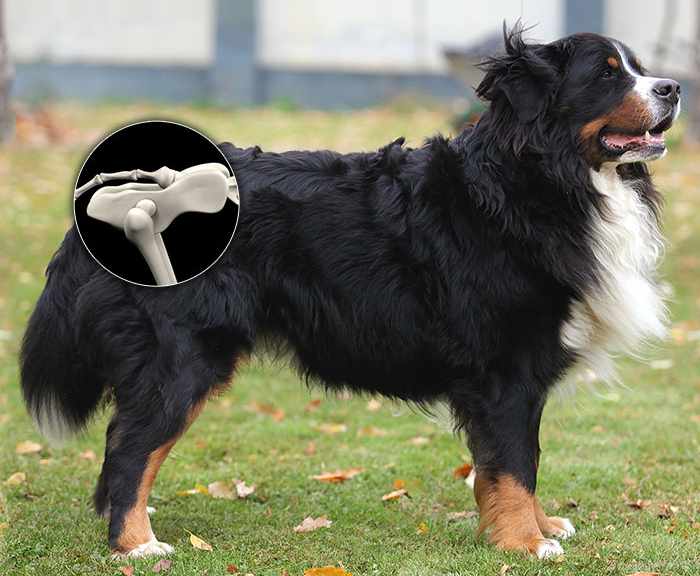 The Science Behind the Healthiest Bernedoodles Puppies and Long-Term Wellness