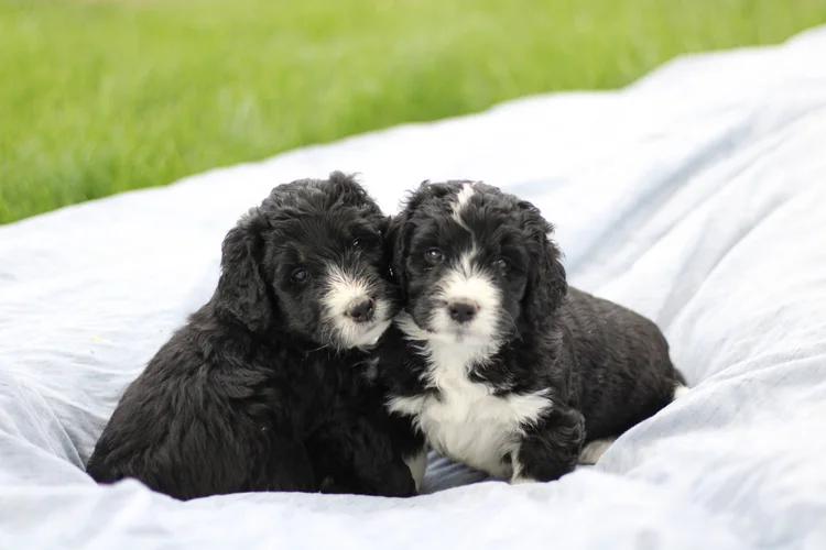 Finding a Trusted and Best Utah Bernedoodle Breeder for Your New Puppy