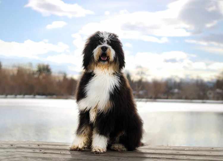 Exploring the Benefits of a Guardian Breeding Program for Families and Breeders