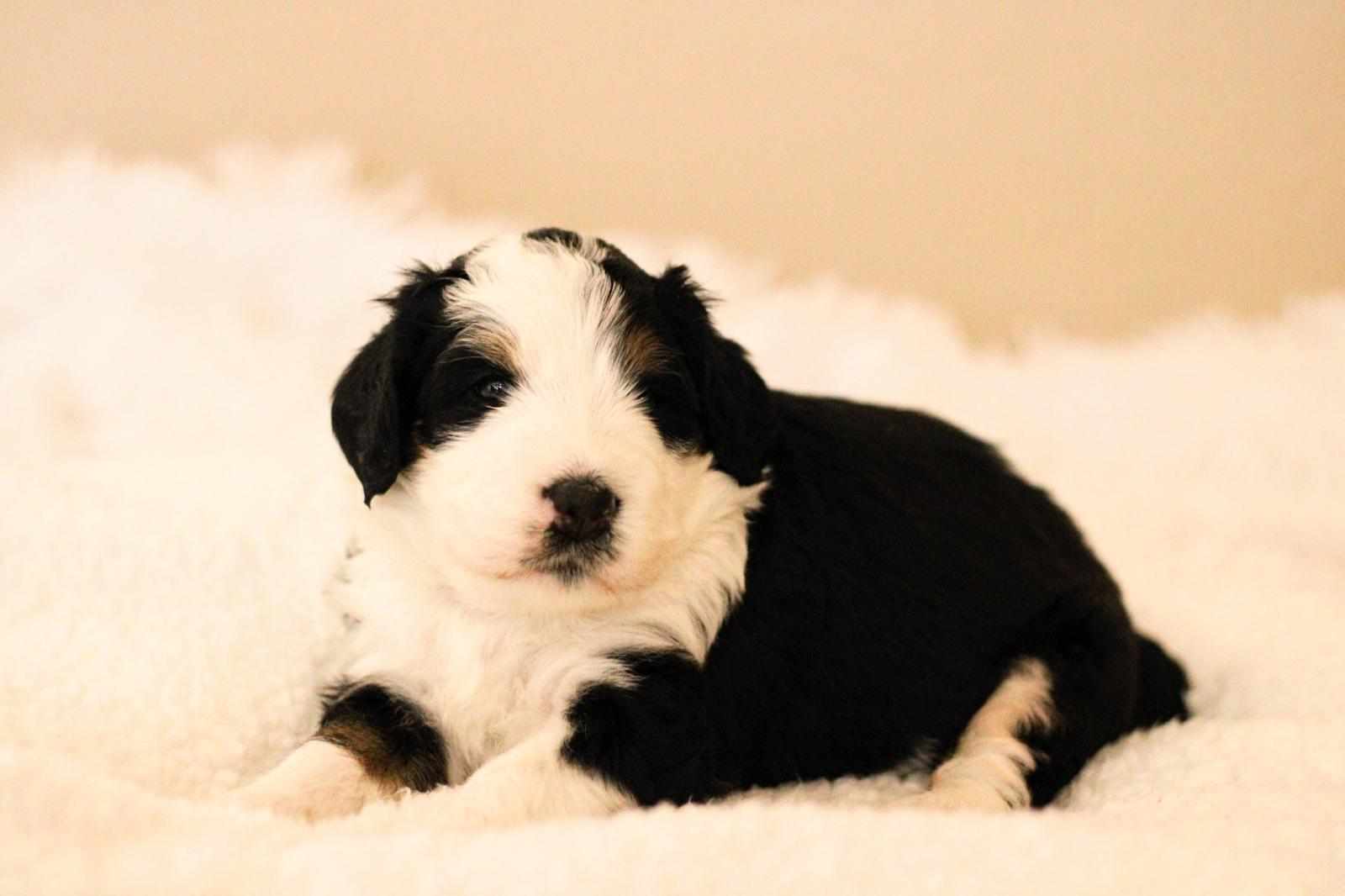 Little Pupsters