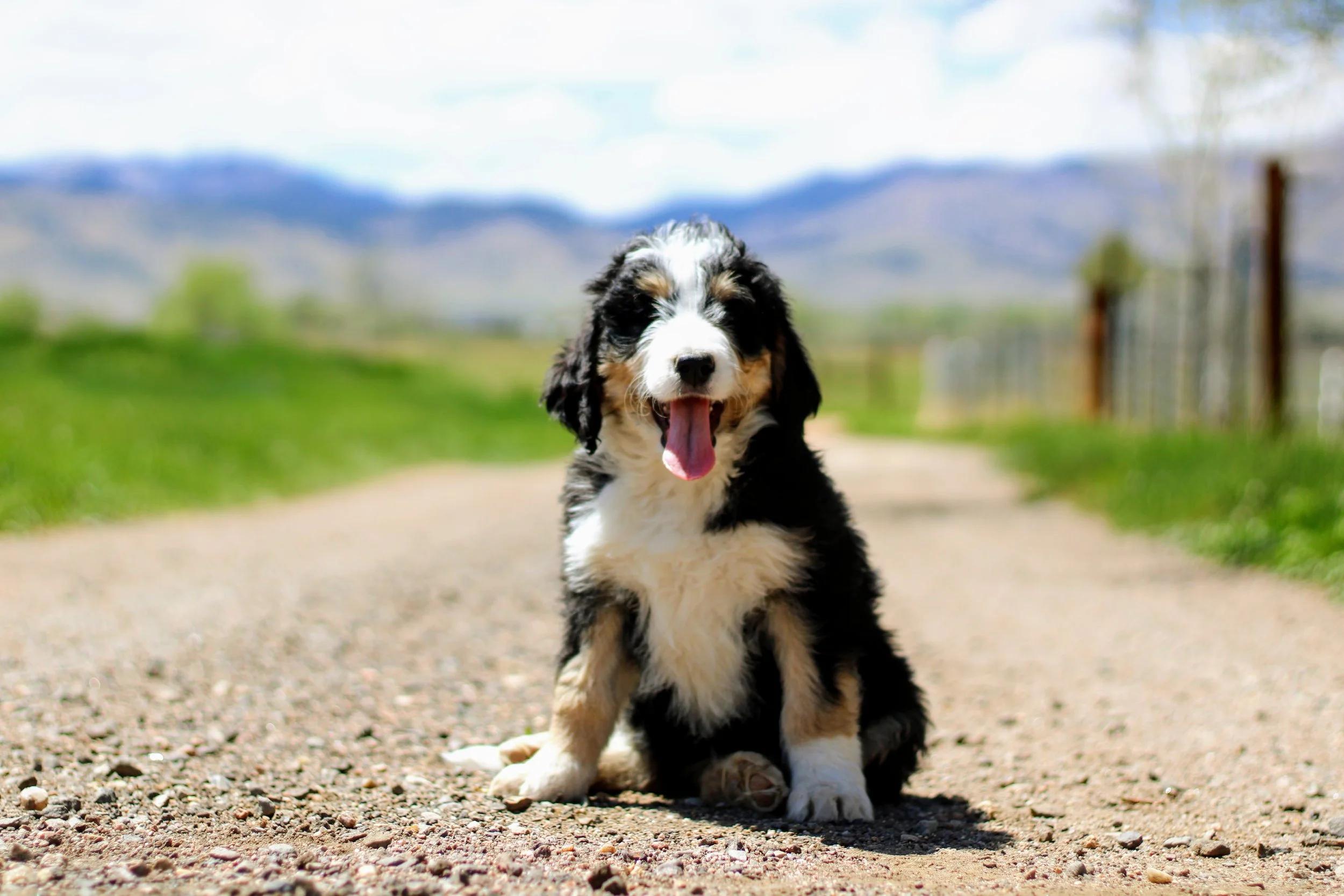 Little Pupsters