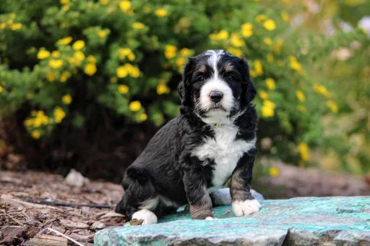 Where Colorado Families Are Finding Healthy and Happy Bernedoodle Puppie