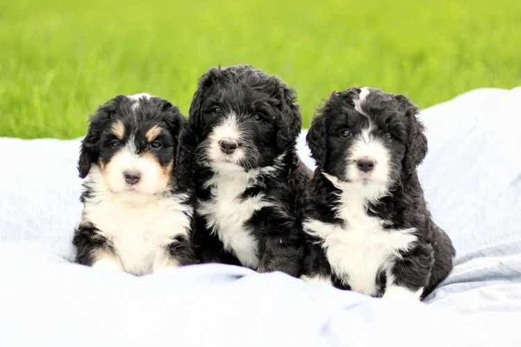 How Utah Families Are Choosing Their Next Bernedoodle Companion