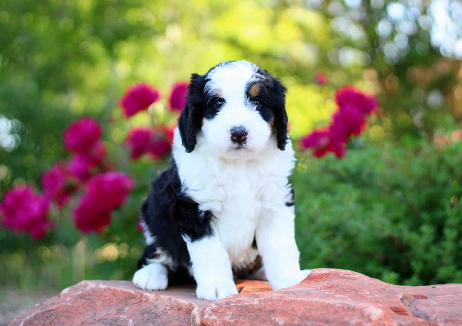 What Families Should Expect from a Responsible Puppy Adoption Experience