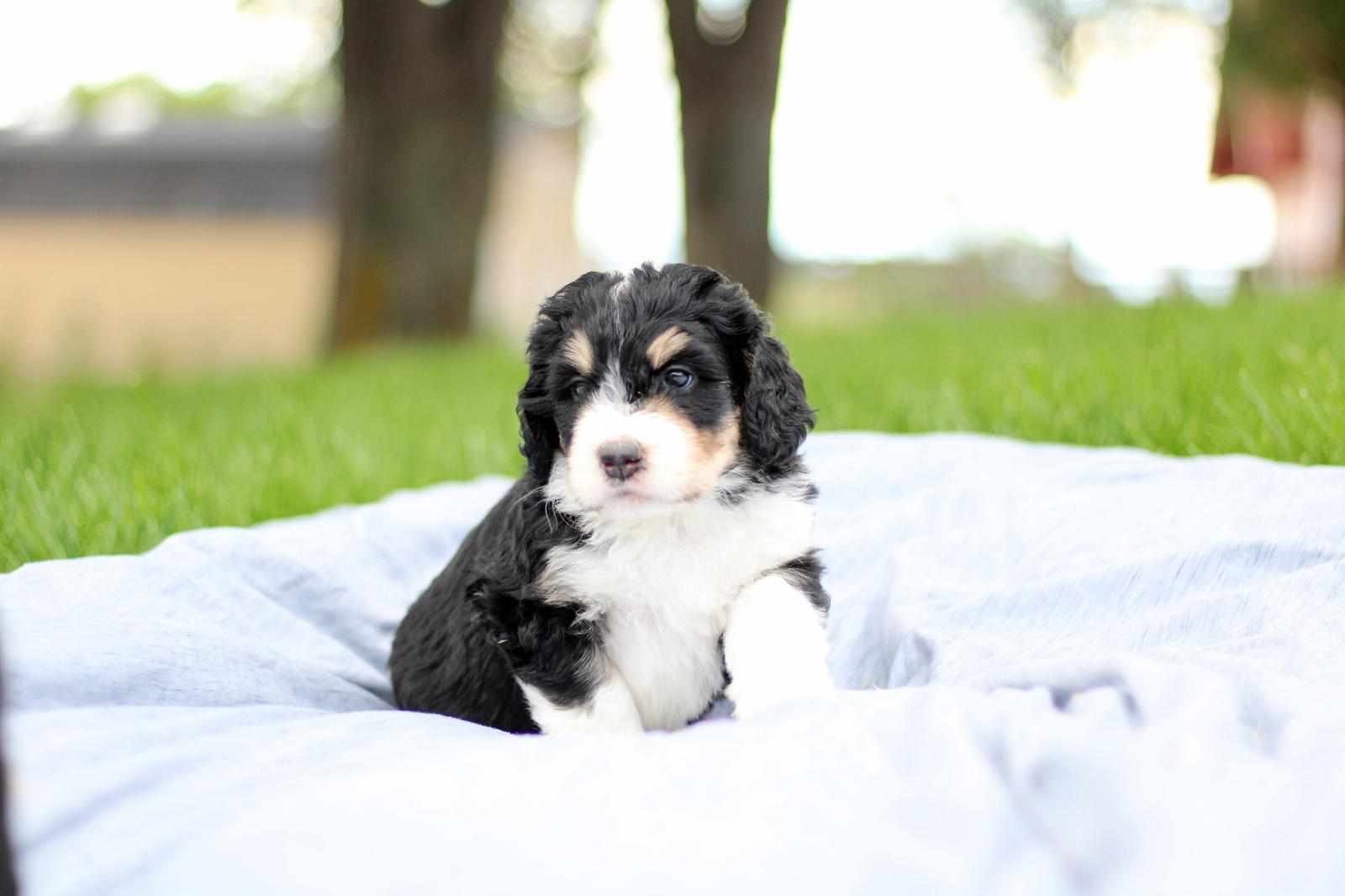 Little Pupsters